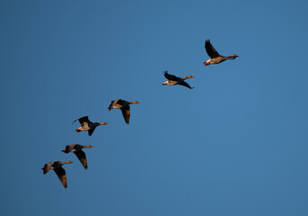 Fliegender Gänseschwarm