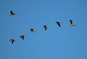 Fliegender Gänseschwarm