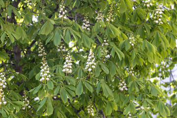 The flowers of a chestnut in spring..