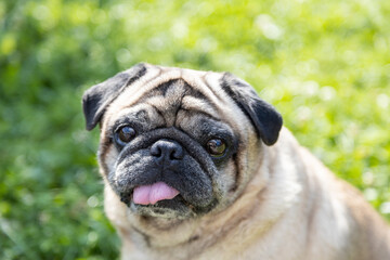 Obraz premium A pug sits on a meadow and watches the area