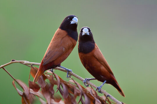nature in sweet moment, pair of chestnut or black-headed munia perching closely on top dried branch