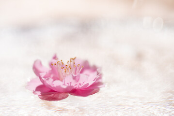 Fototapeta na wymiar 水に浮かぶ梅の花