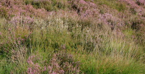 purple moor grass, cross border park De Zoom, Belgium, the Netherlands