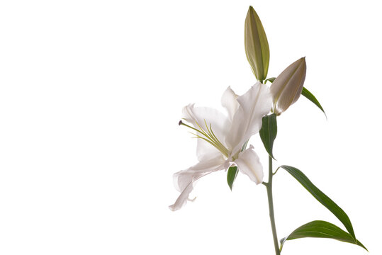 High key photograph of a Lily on a white background with copy space
