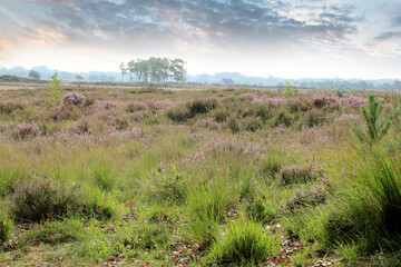 the color purple in nature, cross border park De Zoom, Belgium, the Netherlands
