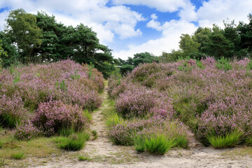 lovely nature in cross border park De Zoom, Belgium, the Netherlands