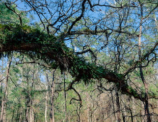 tree in the forest with fern growth 
