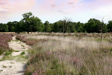 lovely nature in cross border park De Zoom, Belgium, the Netherlands