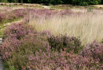 purple moor grass, cross border park De Zoom, Belgium, the Netherlands
