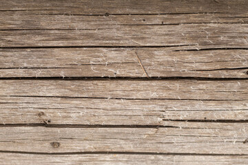 Old wood texture. Background.