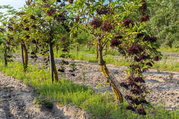 Fototapeta premium elderberry orchard in central Hungary