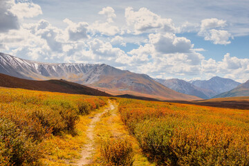 Bright sunny autumn landscape with sunlit gold valley and winding trail through dwarf birch on...