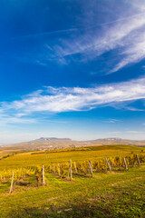 Vineyards near Dolni Dunajovice in Palava region, Southern Moravia, Czech Republic