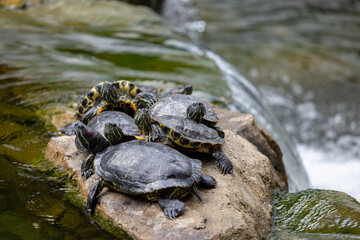 Fototapeta premium Redear turtle in water pond