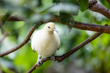 Ducula bicolor stand on the tree bark in zoo park