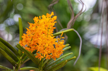 Ascocentrum minaitum., Beautiful rare wild orchids in tropical forest of Thailand.
