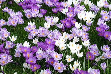Purple and mauve crocus ÔpickwickÕ and Ôflower recordÕ blooming.