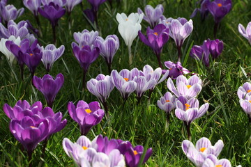 Purple and mauve crocus 'pickwick' and 'flower record' blooming.