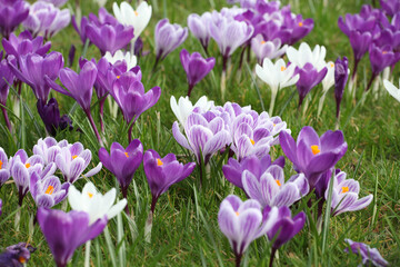 Purple and mauve crocus ÔpickwickÕ and Ôflower recordÕ blooming.