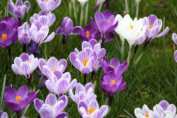 Purple and mauve crocus ÔpickwickÕ and Ôflower recordÕ blooming.