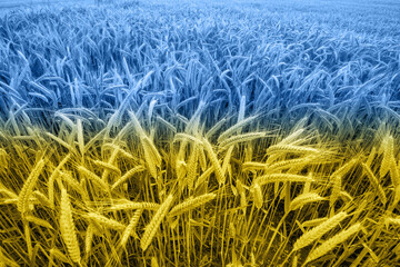 Wheat price increase in Ukraine with flag as a concept.