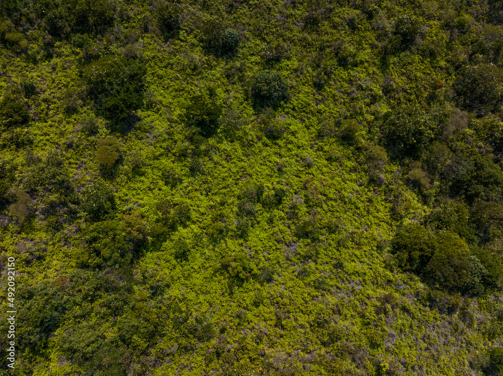 Wall mural Top down view of greenery lush forest