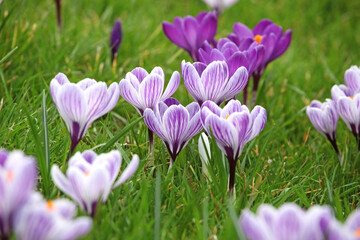 Purple and white striped crocuss &Ocirc;pickwick&Otilde; in bloom.