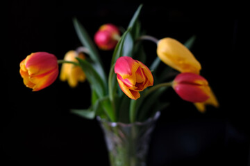 Obraz premium Bunch of lovely red with yellow tulips on a dark background. A bouquet of red yellow and rose tulips photographed against a dark background
