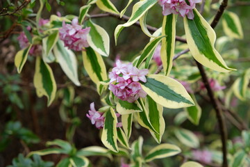 Winter Daphne odora Ômae-jimaÕ in flower