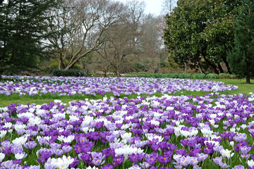 Purple and mauve crocus ÔpickwickÕ and Ôflower recordÕ blooming.