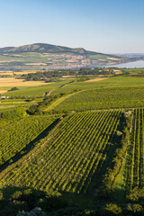 Vineyards under Palava near Zajeci, Southern Moravia, Czech Republic