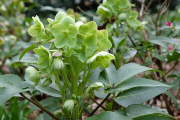 Helleborus sternii 'Stern's hybrid' in flower