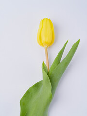 A bouquet of fresh yellow tulips on a white isolated background. Spring flowers in a vase.