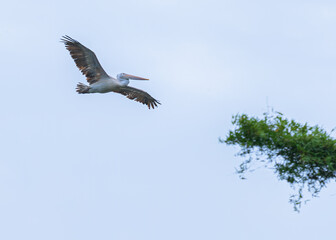 Spot Billed Pelican in flight