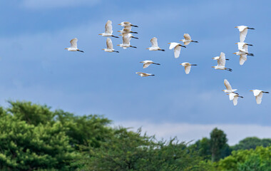A Group of Cattle heron in flight