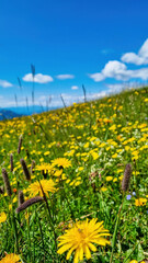 A field of dandelion on green grassland with panoramic view on valley in Hochschwab region in Styria, Austria. Lush green alpine spring meadows with yellow flowers. Landscape on sunny day in the Alps.