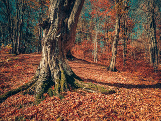Autumn forest landscape in Carpathian Mountains, Romania. Old tree trunk in the woods.