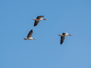 Barnacle geese in flight against a clear blue sky