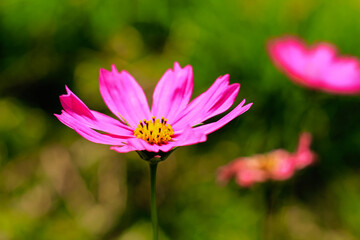 Fototapeta premium Close-up of cosmos flower (Cosmos Bipinnatus). Beautiful cosmos flower with green background.
