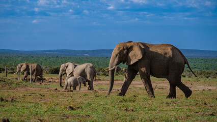 Addo Elephant Park South Africa, Family of Elephants in Addo elephant park, Elephants taking a bath...