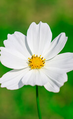 Fototapeta premium Close-up of cosmos flower (Cosmos Bipinnatus). Beautiful cosmos flower with green background.