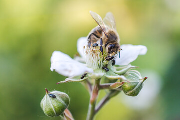 Bee is collecting honey from the flower