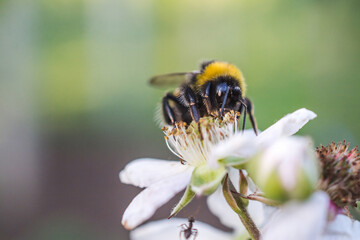 Close-up shot of a bumblebee on a flower