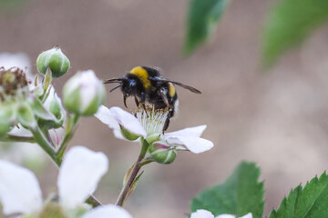 Close-up shot of a bumblebee on a flower