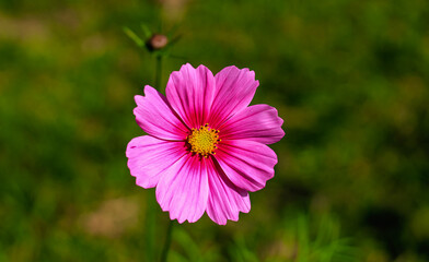 Obraz premium Close-up of cosmos flower (Cosmos Bipinnatus). Beautiful cosmos flower with green background.