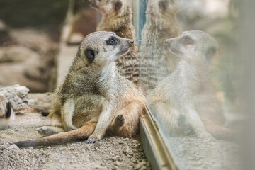 Fototapeta premium Shot of a meerkat in a zoo