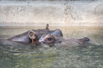Close up shot of hippopotamus in the zoo