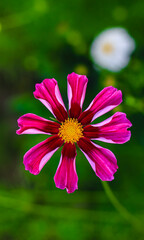 Obraz premium Close-up of cosmos flower (Cosmos Bipinnatus). Beautiful cosmos flower with green background.
