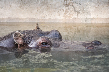 Close up shot of hippopotamus in the zoo