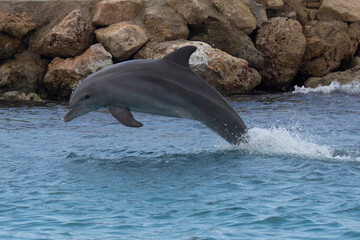Fototapeta premium Delfin-Sprung im schönen Meer